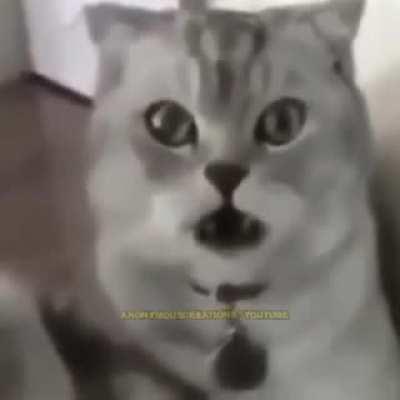 Cat dies inside after realizing his balls are gone