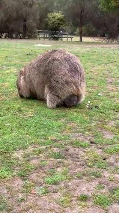 Two wombats eating grass