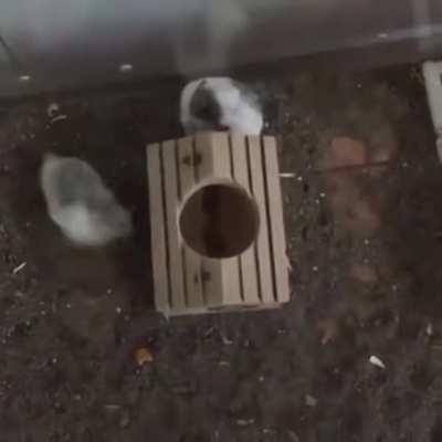 When you stash your meth in the hamster cage