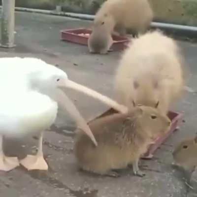 Все без ума от капибар