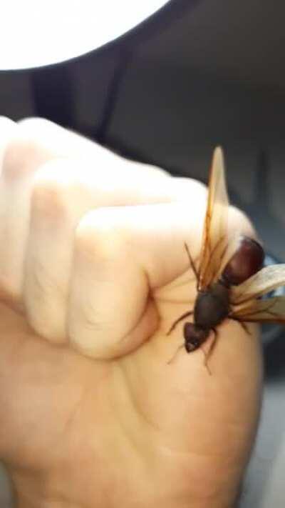 Leafcutter ant queen I found today, thought it would fit here, at least for an ant scale.