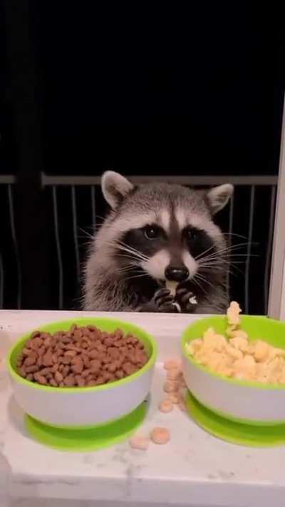 Eggs > Kibble > Box Mac-n-Chez dust