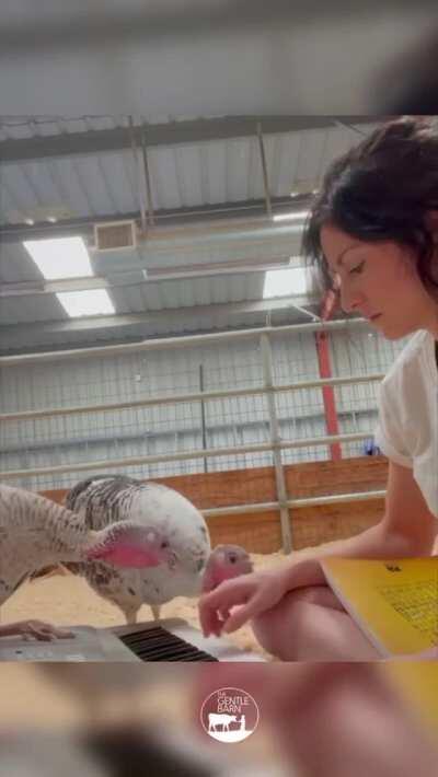 Turkeys learning to play the piano at The Gentle Barn Sanctuary