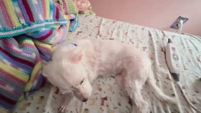 Molly doesn't ask for much.