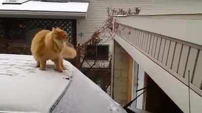 He knew!!! But still went for it...