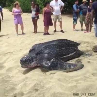 Leatherback sea turtle
