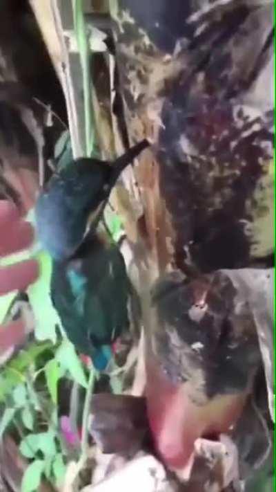 Bird got stuck, then the stuck got bird...