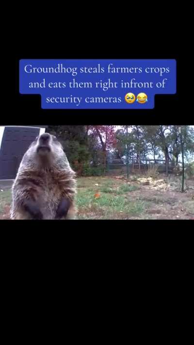 Groundhog steals farmer's crop and eats it in front of his security camera