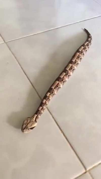 Snake moving in a straight line