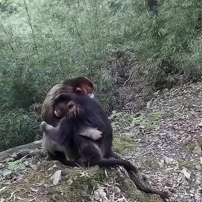 🔥 Two rare golden monkeys embracing one another 🔥
