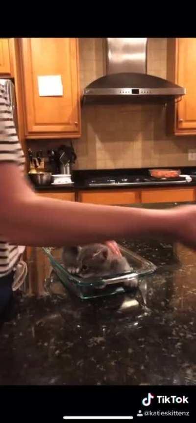 Made this video with my foster kittens! 😂