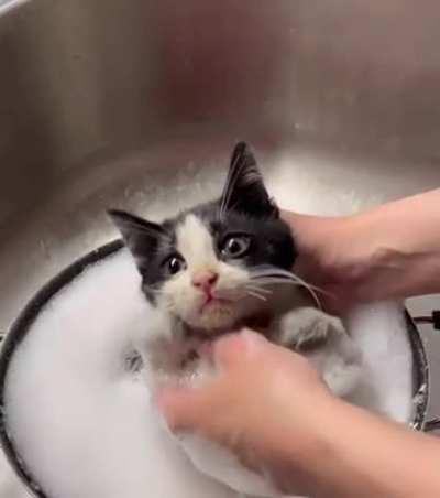 sMoL kiTTeN gEtTiNg bOiLeD aLiVe