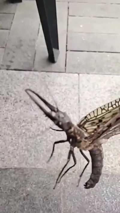 Коридалиды — одни из крупнейших летающих насекомых. Эти жуки вырастают до размеров синицы.
