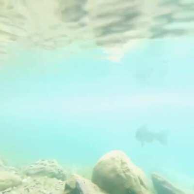 Trout in a mountain lake - Swiss Alps