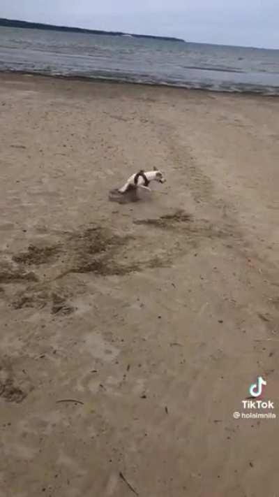 Off-leash zoomies