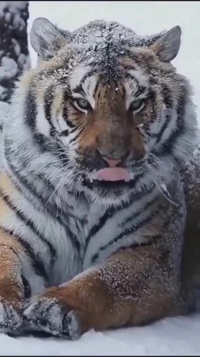 🔥 The Siberian Tiger. The largest cat in the world 🔥