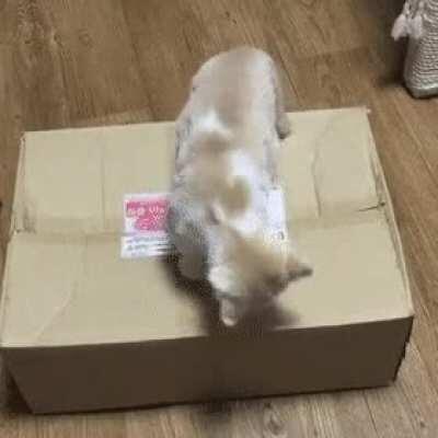 How the Purrian mafia handles disrespect.