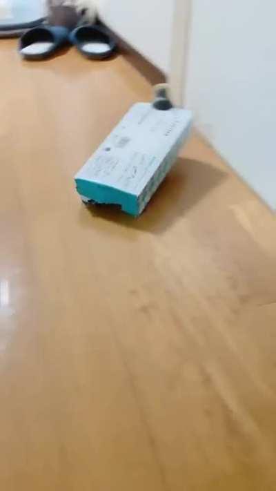 What kind of turtle is this?