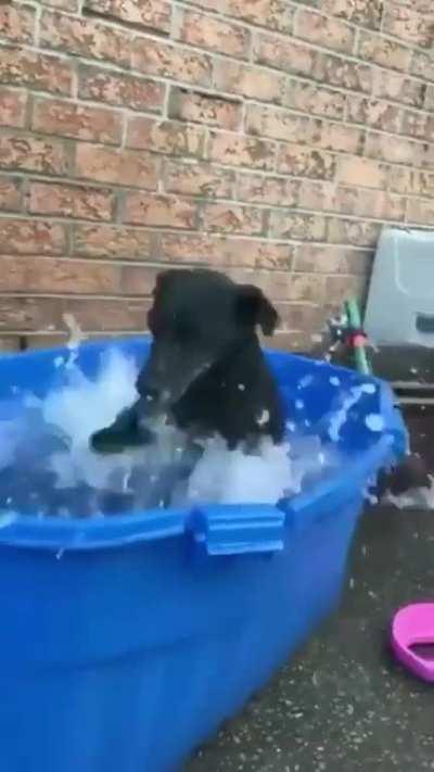 Doggo splashing water in the tub..