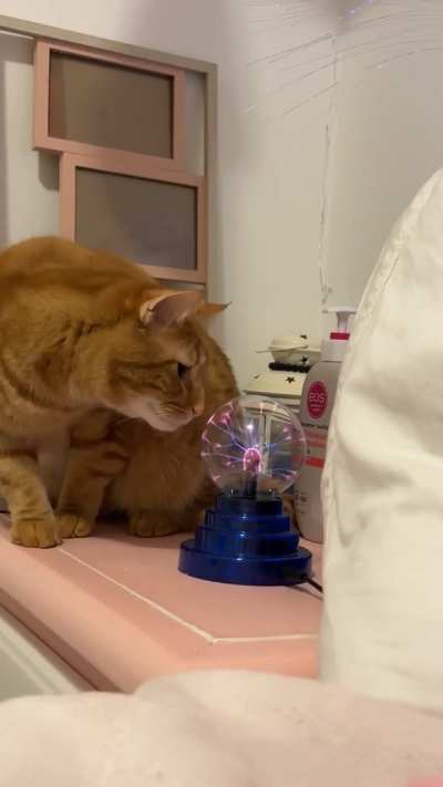 Pumpkin see, Pumpkin do