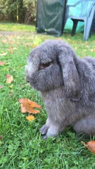 Mopsy doing some boxing practice!