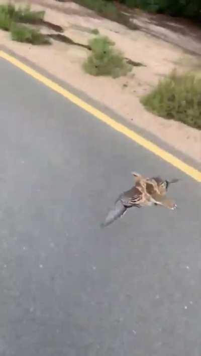 Cutest local resident insists on escorting tourists