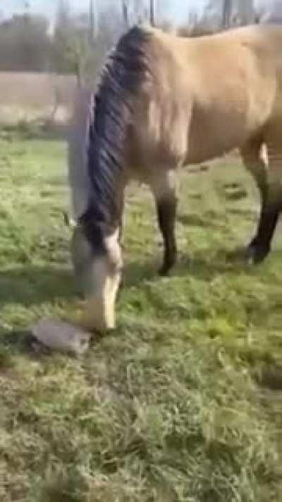 Curiosity killed the horse and the dog