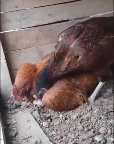 Chickens are much more intelligent and social than most people realize