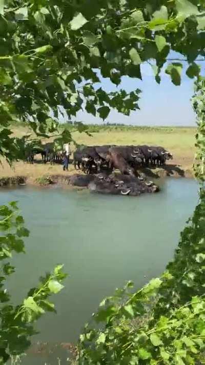 In Ammiq Wetlands, West Beka (water buffalos)