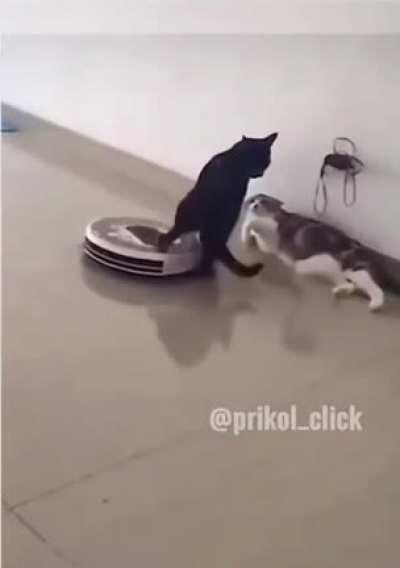 Just a cat having a conversation