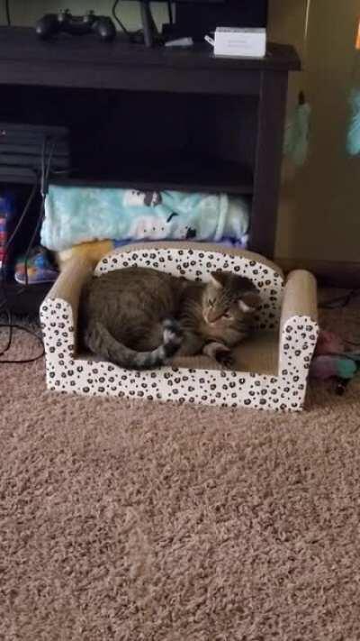 After losing my cat 3 years ago, I finally adopted another one. Meet Mouse, she's a little weird, but I love her so much already.