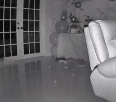 Startled cat absolutely destroys snack table over many many seconds