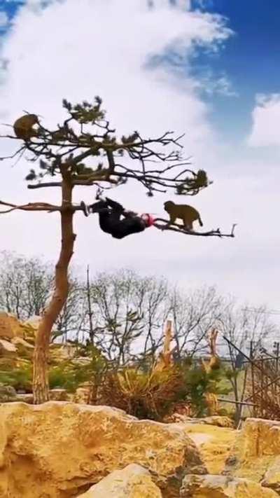 Heil Dear Leader Spez