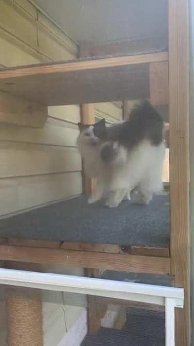 Presley doesn’t quite understand that I can’t pet him in the catio