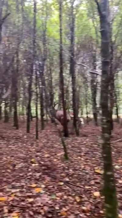 The size of this Elks leap.