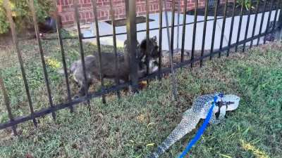 Sundog and the dog dogs, a cautionary tale (tail)