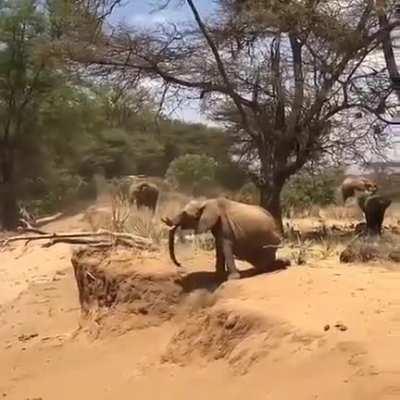 Second elephant really nailed that landing