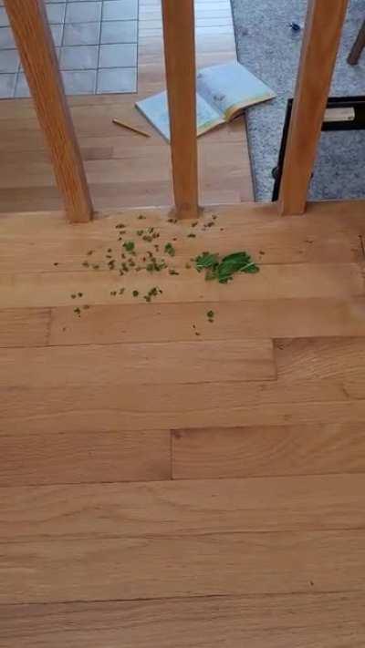 Me again, babysitting Mango. Soooooo.... why is he not eating it? He is just destroying this piece of bokchoy...