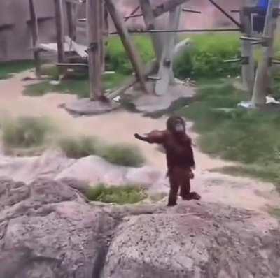 blursed_monkey