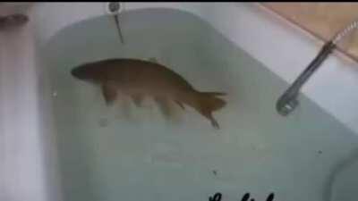 LAN BLYSGGAYARDIM ÇKÜTÖKÜ