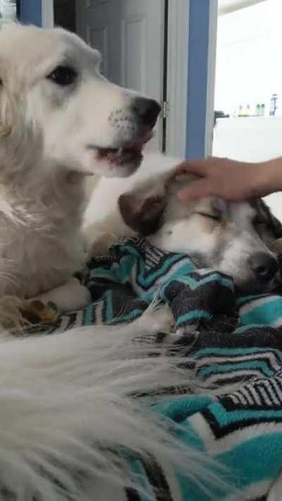 Boon is a very jealous, impatient boy!