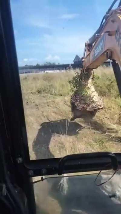 I got a backhoe. I got this.