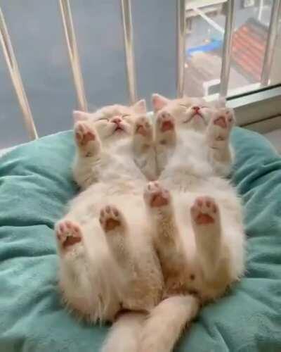 Sleeping Twin Kittens