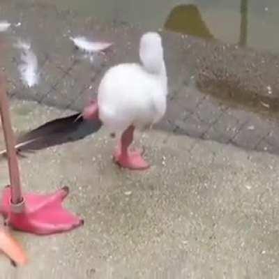 Ma..ma you gotta see thi- MA, MA LOOK. Look over there, you see it? You se- MA