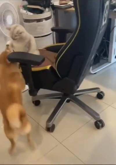 This proves the superiority of the cat