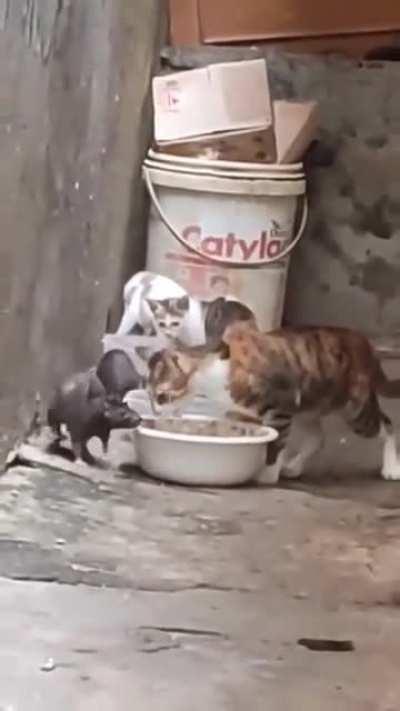 Average Indonesian cat-and-mouse relationship