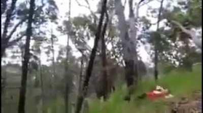 Throwing a dead branch