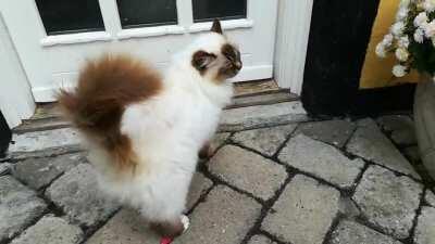 This is her response after being left home alone for 12 hours. It goes on until she has had sufficient pettings.