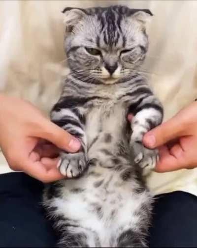 Dancing Cat Doesn’t Seem Amused