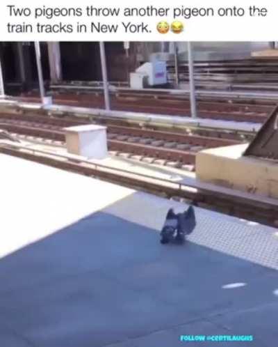 The pigeon has been compromised.